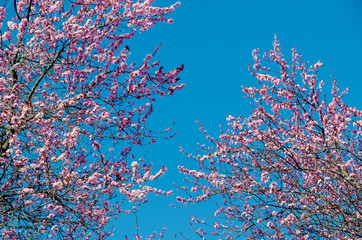 Cherry blossom (Sakura)