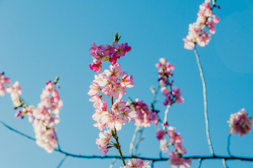 Cherry blossom (Sakura)