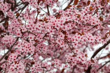 Close Up Pink Flowers Spring Blossom 