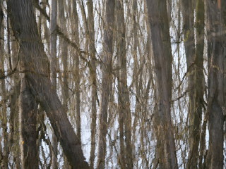 Obraz premium reflection of trunks on surface of a pond