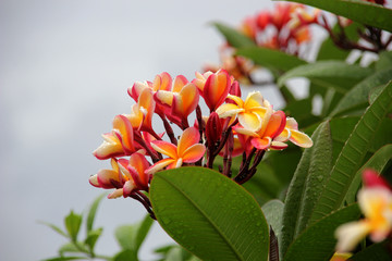 tropical flowers tahiti