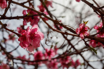 Close Up Pink Flowers Spring Blossom	