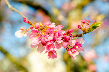 Cherry blossom (Sakura)