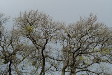 Trees against the sky in a park on a cloudy spring day.