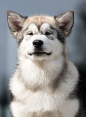 malamute dog looking at the camera