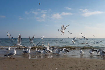 Seagulls and pigeons on the seashore on the beach on a sunny spring day.