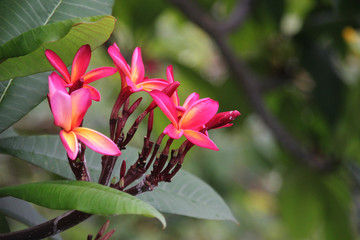 red tropical flower tahiti