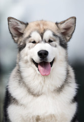 portrait of a smiling malamute dog