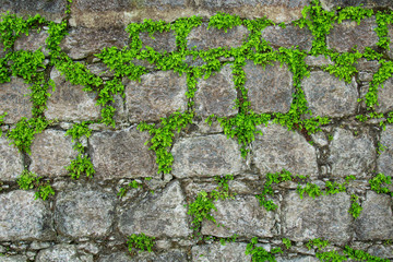 Stony wall with grass and fern, Acores