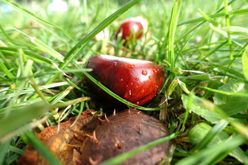 Chestnut in the grass in sunlit dew