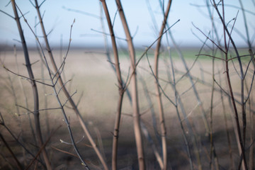 Obraz premium spring buds of bare branches on a blurred background 