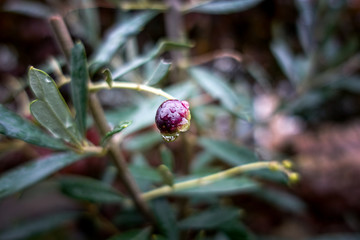 Raindrops hanging from an olive