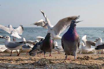 Seagulls and pigeons on the seashore on the beach on a sunny spring day.