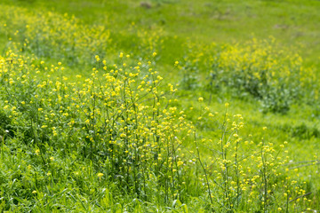Fototapeta premium Blooming yellow flowers grass in a city park on a sunny spring day.