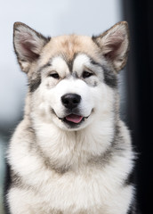 malamute dog looks out sticking out its tongue
