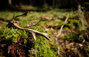 parostek © Wojciech