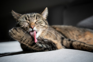 tabby cat lying on couch grooming fur in sunlight