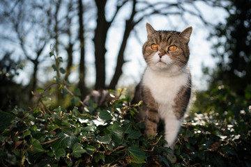 tabby white british shorthair cat outdoors standing in lush foliage on sunny day