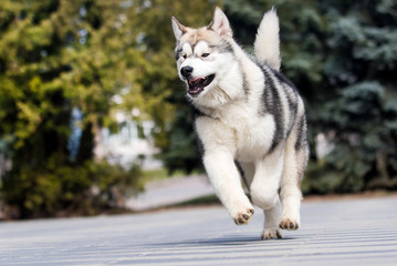 Malamute puppy outdoors