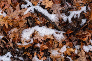 snow on leaves in forest floor