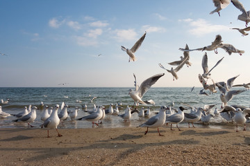 Naklejka premium Seagulls and pigeons on the seashore on the beach on a sunny spring day.