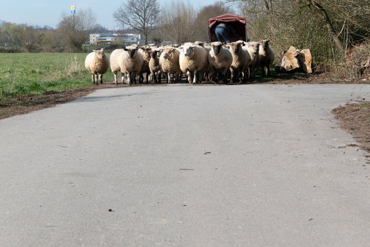 Diese Schafe werden im März auf die Weide gelassen