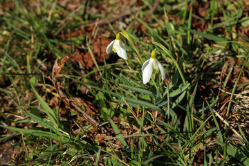 Snowdrops on the background of green grass in the spring forest