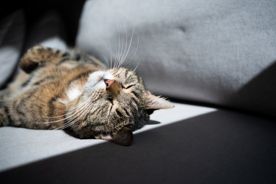 tabby cat lying on back sunbathing on sofa