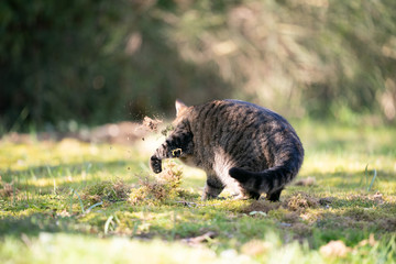 tabby cat digging in grass covering urine