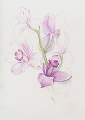 Violet-pink orchids colored pencils botanical illustration on white paper