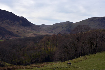 Fototapeta premium Dark Buttermere Trees at Autumn, Lake District, Cumbria, England, UK