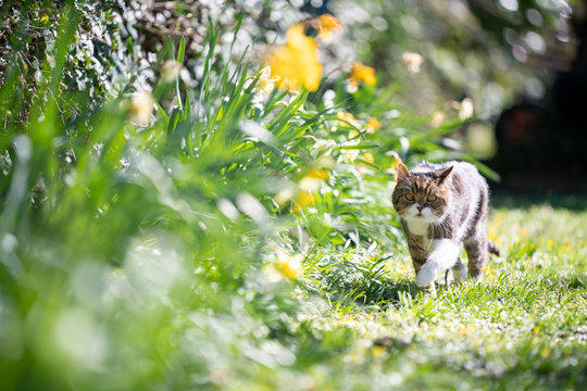 tabby white british shorthair cat walking on meadow nex to yellow flowers in spring