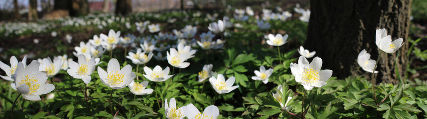 Panoramic view of beauitful white spring flowers of Anemone nemorosa, growing outdoors in a natural woodland setting. Selective focus.