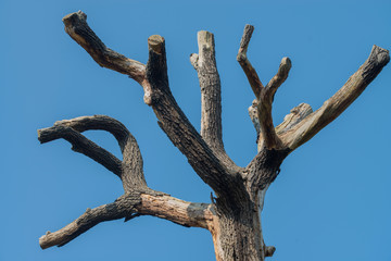 Fototapeta na wymiar Branches of an ancient tree against blue sky 