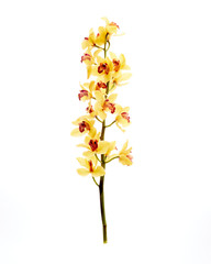 Yellow Cymbidium Orchid on white background