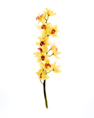 Yellow Cymbidium Orchid on white background
