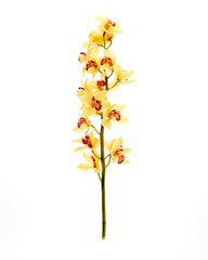 Yellow Cymbidium Orchid on white background