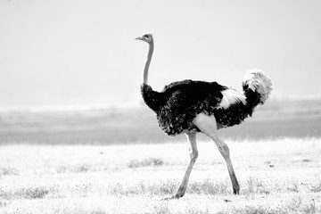 Ngorongoro Ostrich