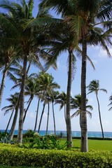 Fototapeta na wymiar Tall palm trees in the summer