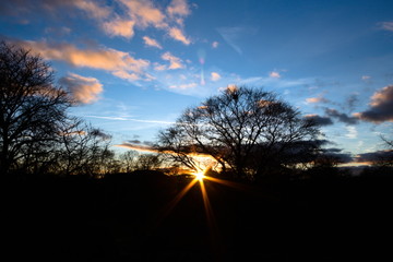 Sonnenuntergang im Park hinter einem Baum