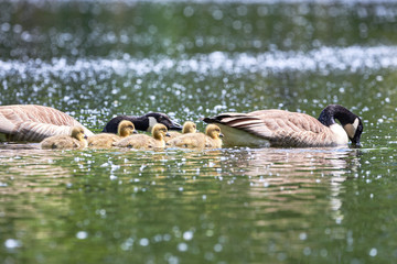 Canada Geese with Chicks ( Branta Canadensis ) in Lake, Teverener Heide Natural Park, Germany