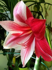 Amaryllis