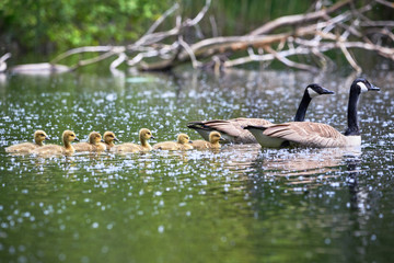 Canada Geese with Chicks ( Branta Canadensis ) in Lake, Teverener Heide Natural Park, Germany