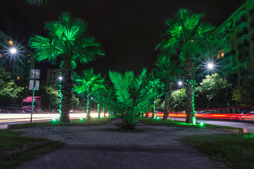 Palmowa aleja © Wojciech