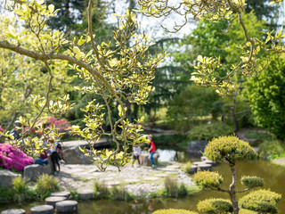 jardin japonais