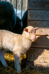 Goats eat hay on a Sunny day behind the fence. Two white house goats with ropes around their necks