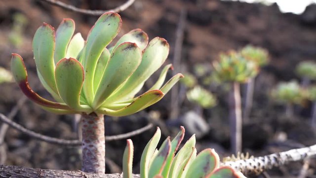 Verode (Kleinia Neriifolia) Detail video in dry volcanic landscape, Tenerife, Canary Islands, Spain