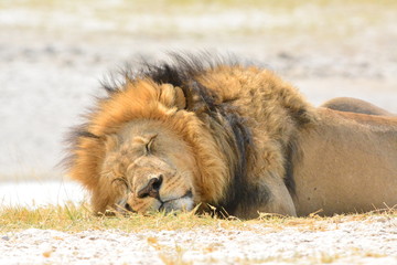 Naklejka premium Sleeping lion