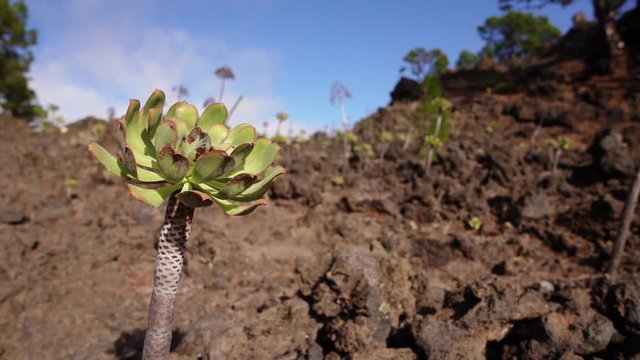Verode (Kleinia Neriifolia) Detail video in dry volcanic landscape, Tenerife, Canary Islands, Spain