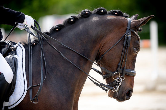 Pferd Dressur Reiten